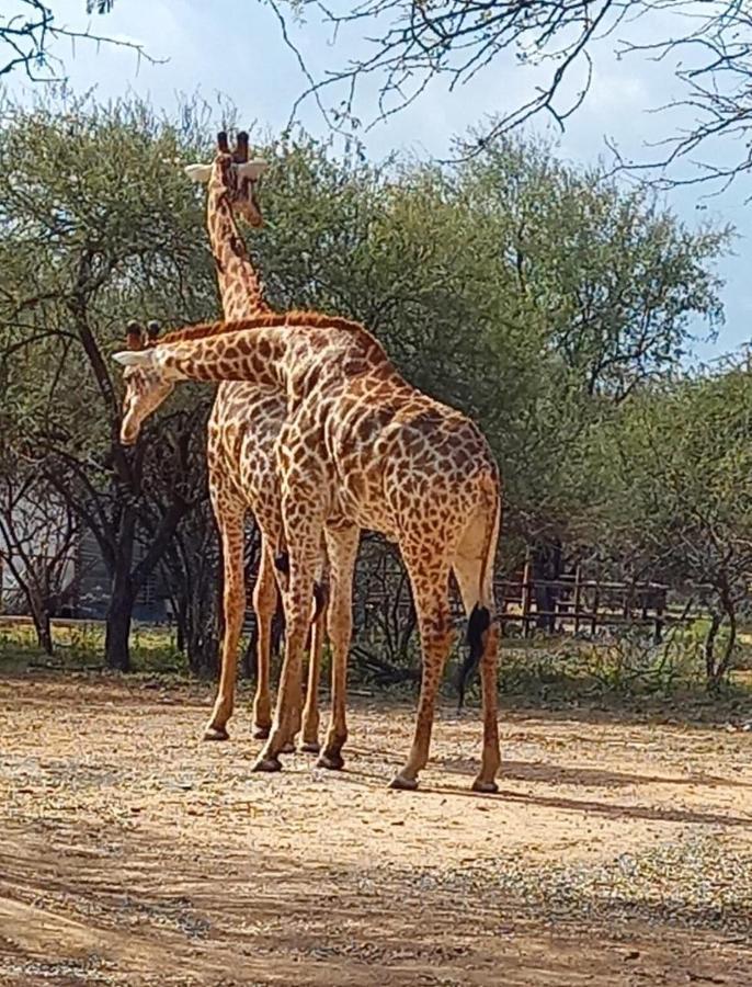 Kudus Crest Bush Retreat Apartment Marloth Park Exterior photo